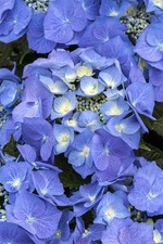 Hydrangea macrophylla