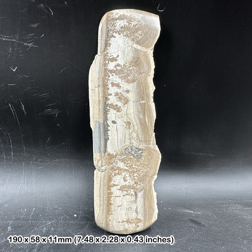 Stromatolith algen fossil - algen,