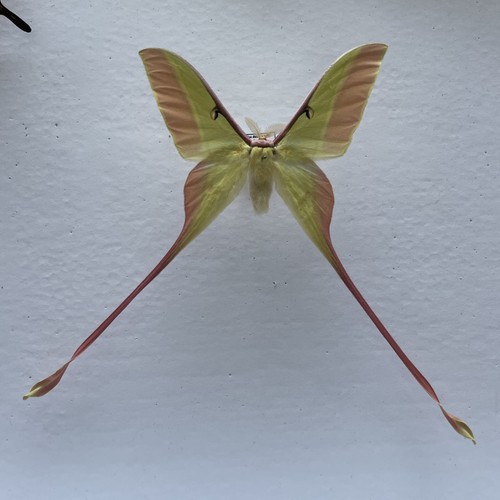 Entomologie*Actias