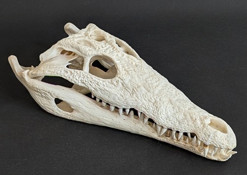 Krokodilschädel crocodylus - krokodilschädel,