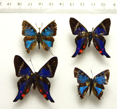 Entomologie schmetterling 4 - entomologie,, schmetterling: