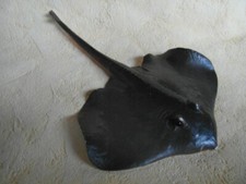 AAA 16015 STACHELROCHEN STING