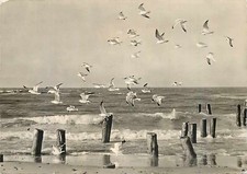 AK - Sellin auf Rügen -