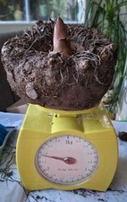Amorphophallus konjac Tränenbaum 2,3 kg Knolle 