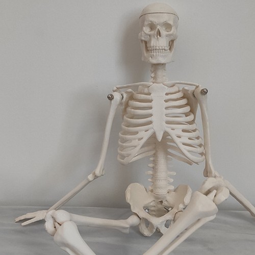Anatomie modell mensch - anatomie,