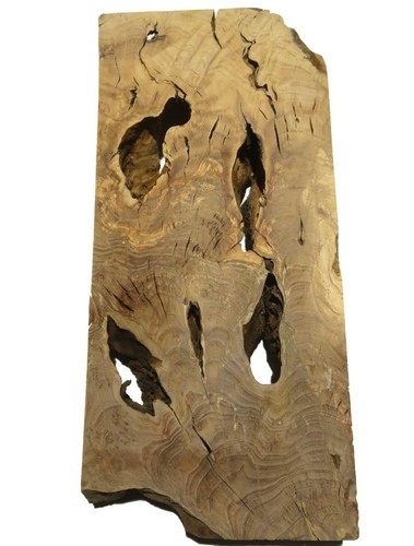 Oliven wurzelholz holz - 1x, für