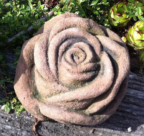 Rose blume blüte groß aus - rose,