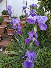 Schwertlilie Blau  ,3