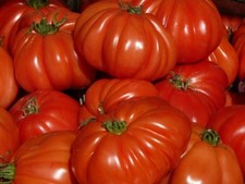 Fleischtomaten aromatische Riesentomaten in vielen Farben Samen zum Aussuchen