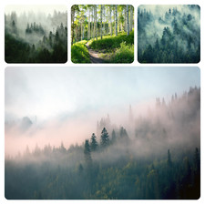 WALD IM NEBEL BIRKE NATUR 3D