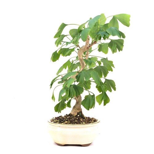 Bonsai ginkgo biloba - bonsai, biloba'