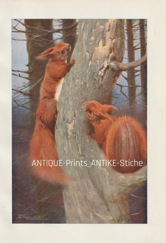 Eichhörnchen sciurus - eichhörnchen, (sciurus