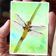 ACEO Chaser Dragonfly Signed