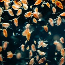 Daphnia eier 5ml - eier, 🔥
