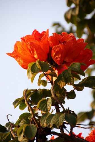 Afrikanischer tulpenbaum - afrikanischer,
