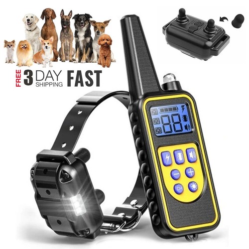 800m hund ausbildung - hund,