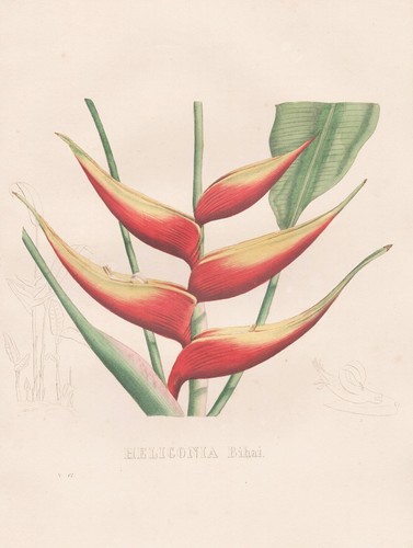 Heliconia bihai puerto rico - heliconia,