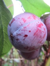 Pflaumenbaum 'Angeleno' blaue