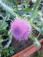 Mariendistel silybum - mariendistel, (silybum