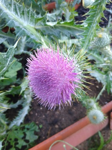Mariendistel silybum - mariendistel, (silybum
