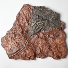 Crinoide Fossil Scyphocrinites