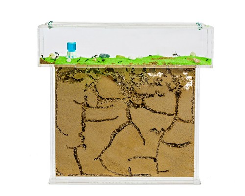 Ant farm big with free - t,