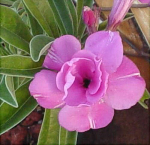 Samen adenium obesum happy - adenium,