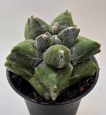 Astrophytum Myriostigma Kikko 