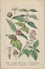 Lithographie - Kunstdruck -