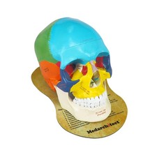 Lebensgroßes Anatomisches