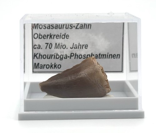 Schöner mosasaurus zahn - ★,