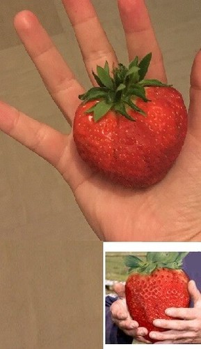 Riesen erdbeeren obst - riesen,