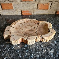 Fossil Schale Versteinertes