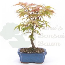 BONSAI Rotaustreibender
