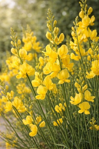 Ginster absolue spartium - ginster-absolue, (spartium