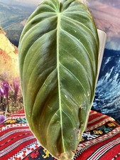 Seltener philodendron - seltener,
