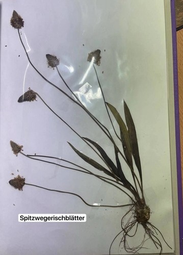Herbarium gepresste - herbarium, st.