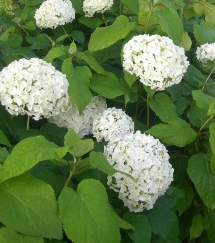 Ballhortensie schneeball - ballhortensie,