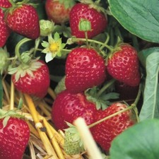 Erdbeere Sorte Ostara