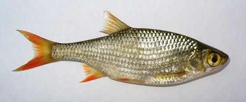 Köderfische stück cm - 12,