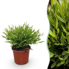 Zimmerpflanze - Bamusa