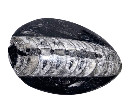 Fm0175 natürlicher orthoceras - fm0175,