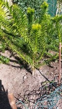 Affenschwanzbaum araucaria - affenschwanzbaum,