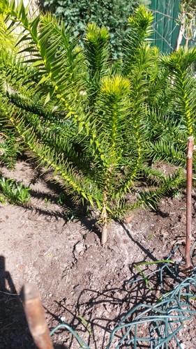 Affenschwanzbaum araucaria - affenschwanzbaum,