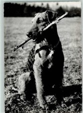 10322576 - Airedale Terrier AK Foxterrier / Terrier