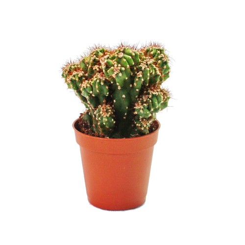 Cereus peruvianus cristata - ,