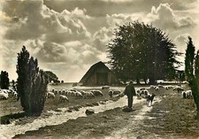 AK - Wilsede Lüneburger Heide