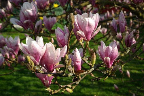 Tulpen magnolien - tulpen,