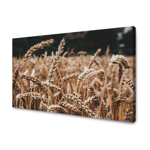 Canvas leinwandbilder xxl - canvas,