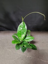 Hoya crassipetiolata splash